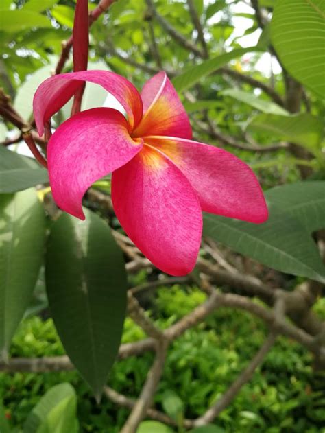 雞蛋花 風水 陽台